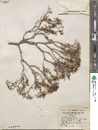 Eriogonum heermannii image