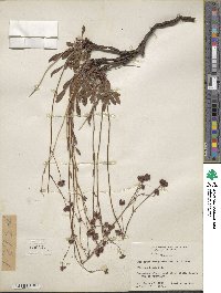 Eriogonum hemipterum image