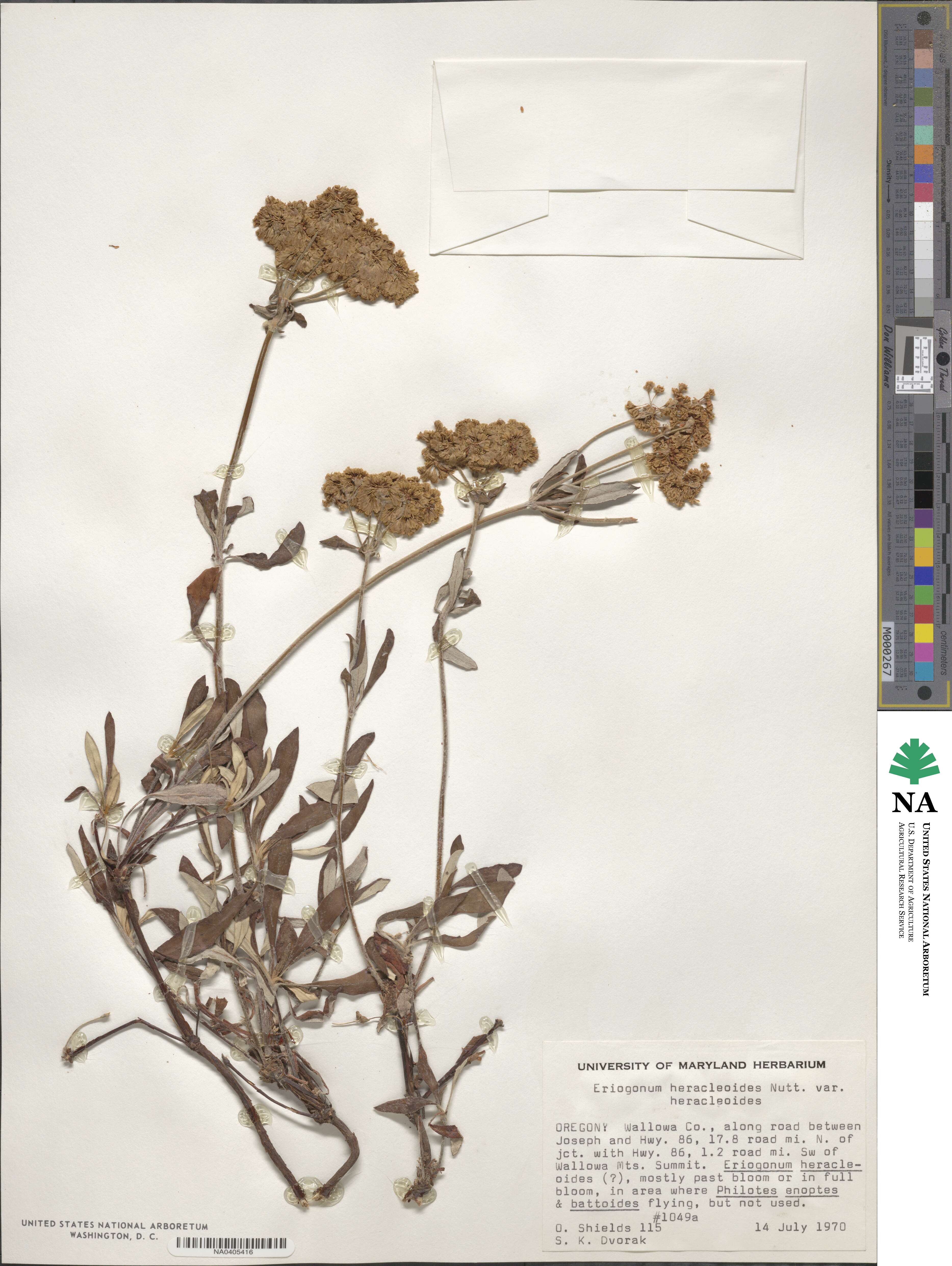 Eriogonum heracleoides image