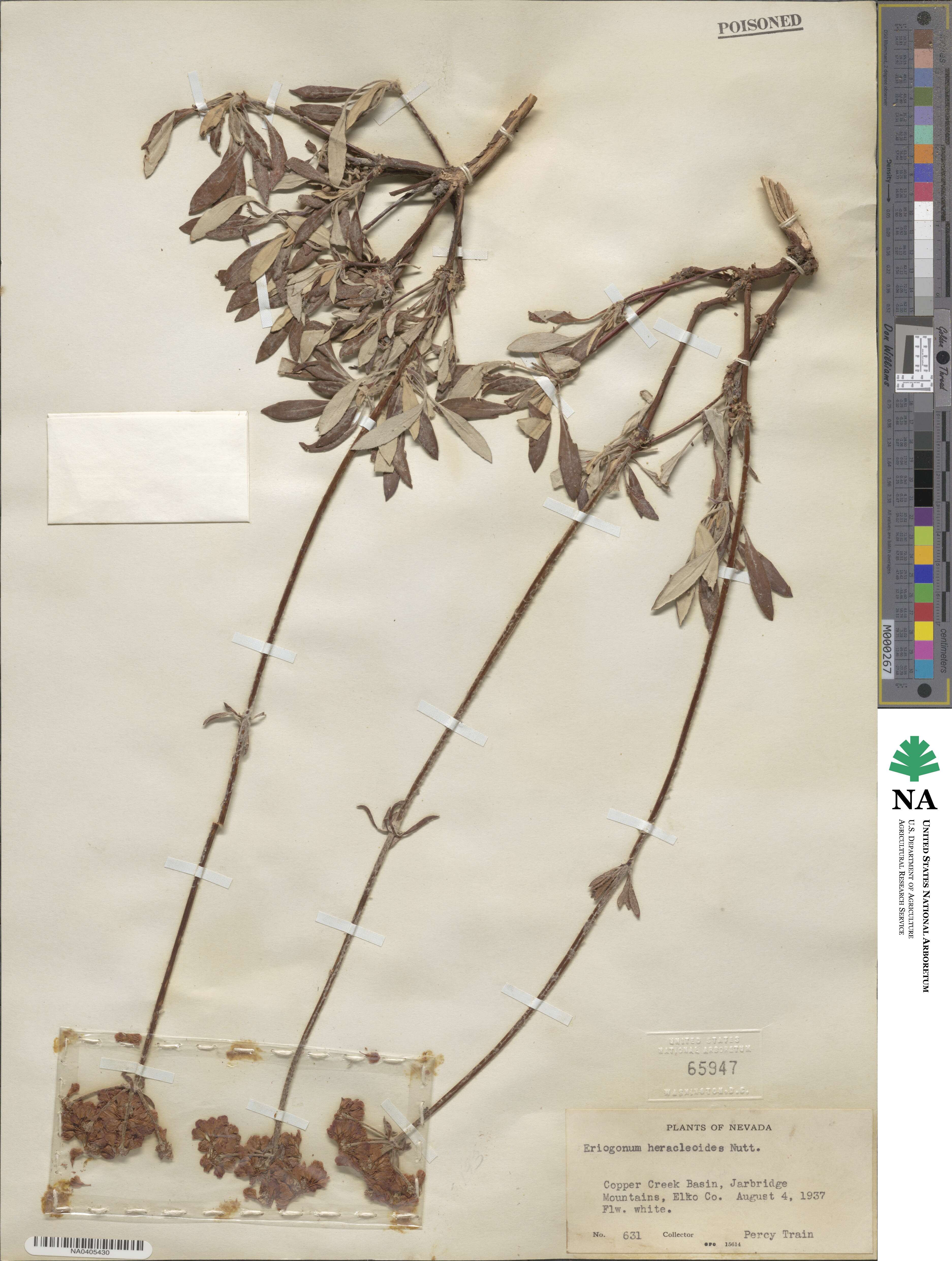 Eriogonum heracleoides image