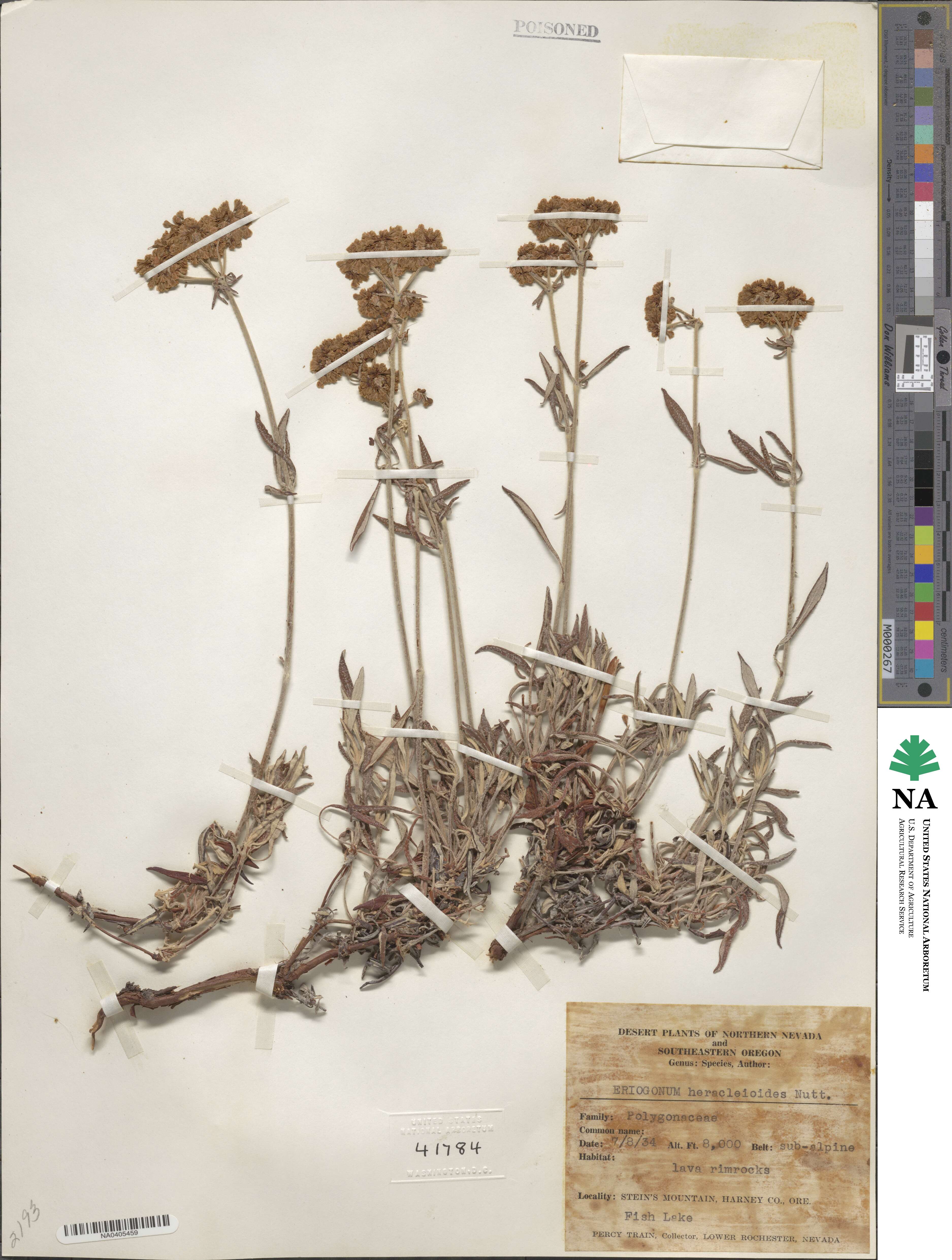 Eriogonum heracleoides image