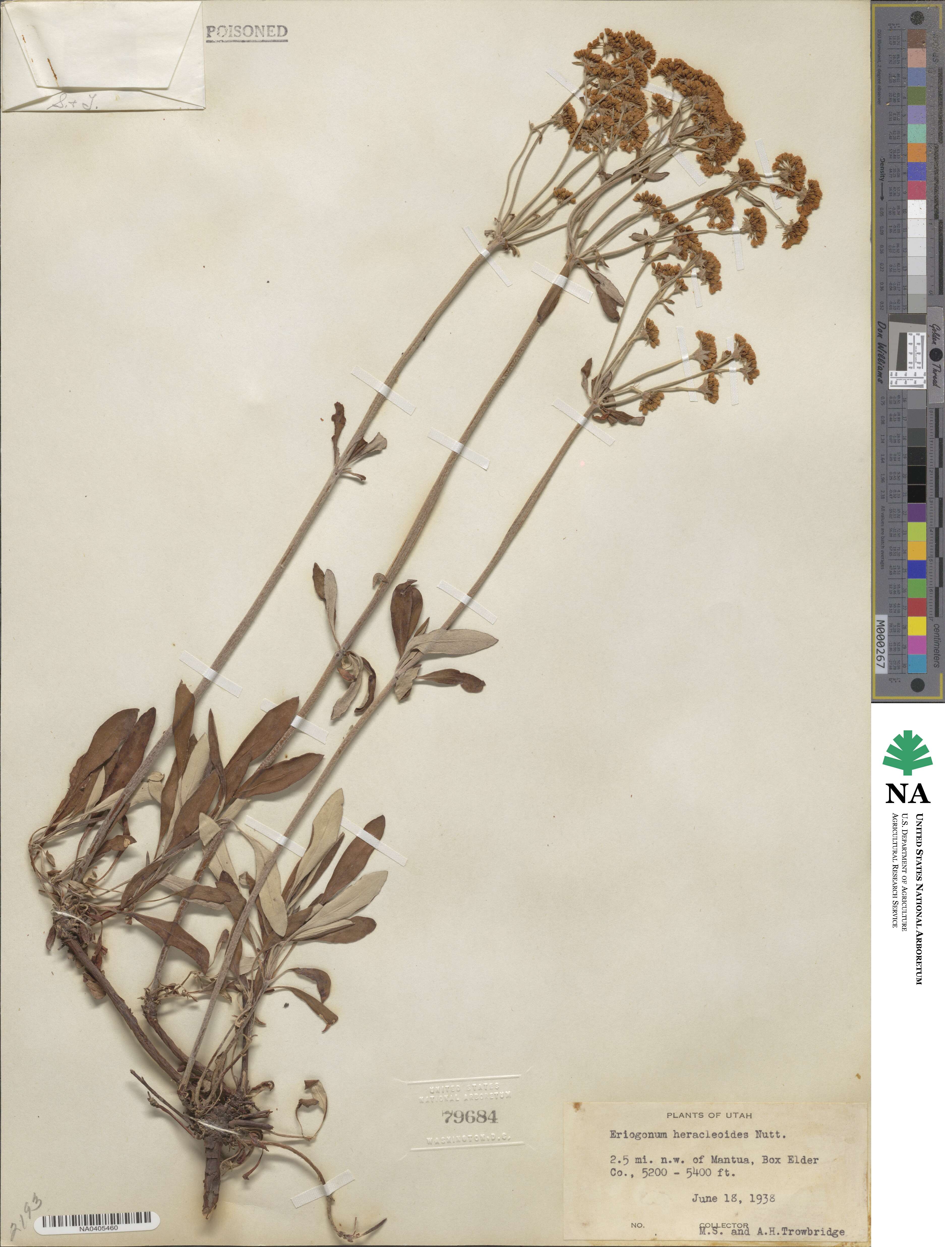 Eriogonum heracleoides image