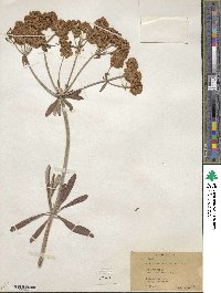 Eriogonum heracleoides image
