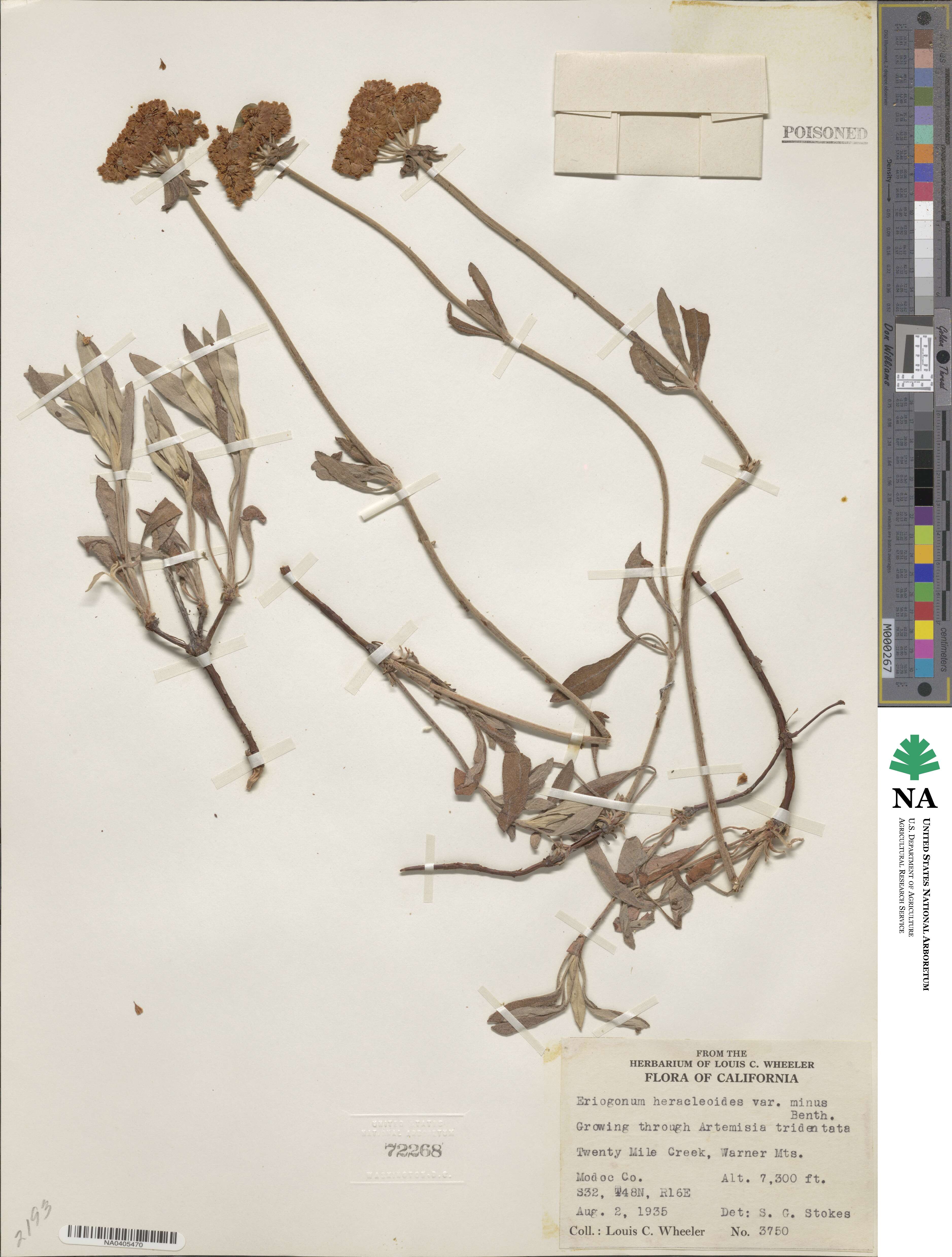 Eriogonum heracleoides image