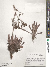 Eriogonum hieracifolium image