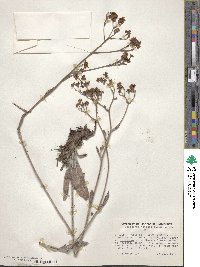 Eriogonum hieracifolium image