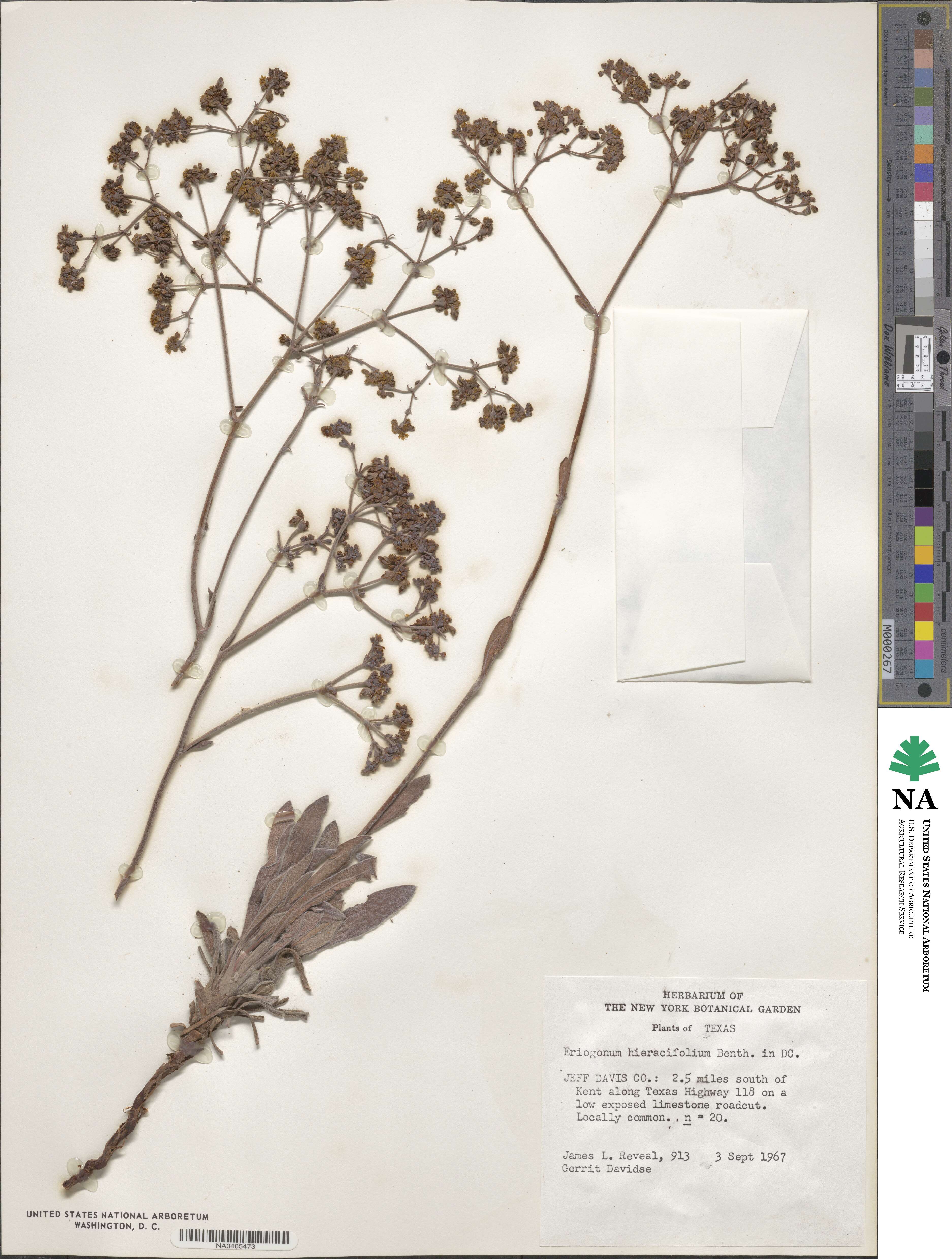 Eriogonum hieracifolium image