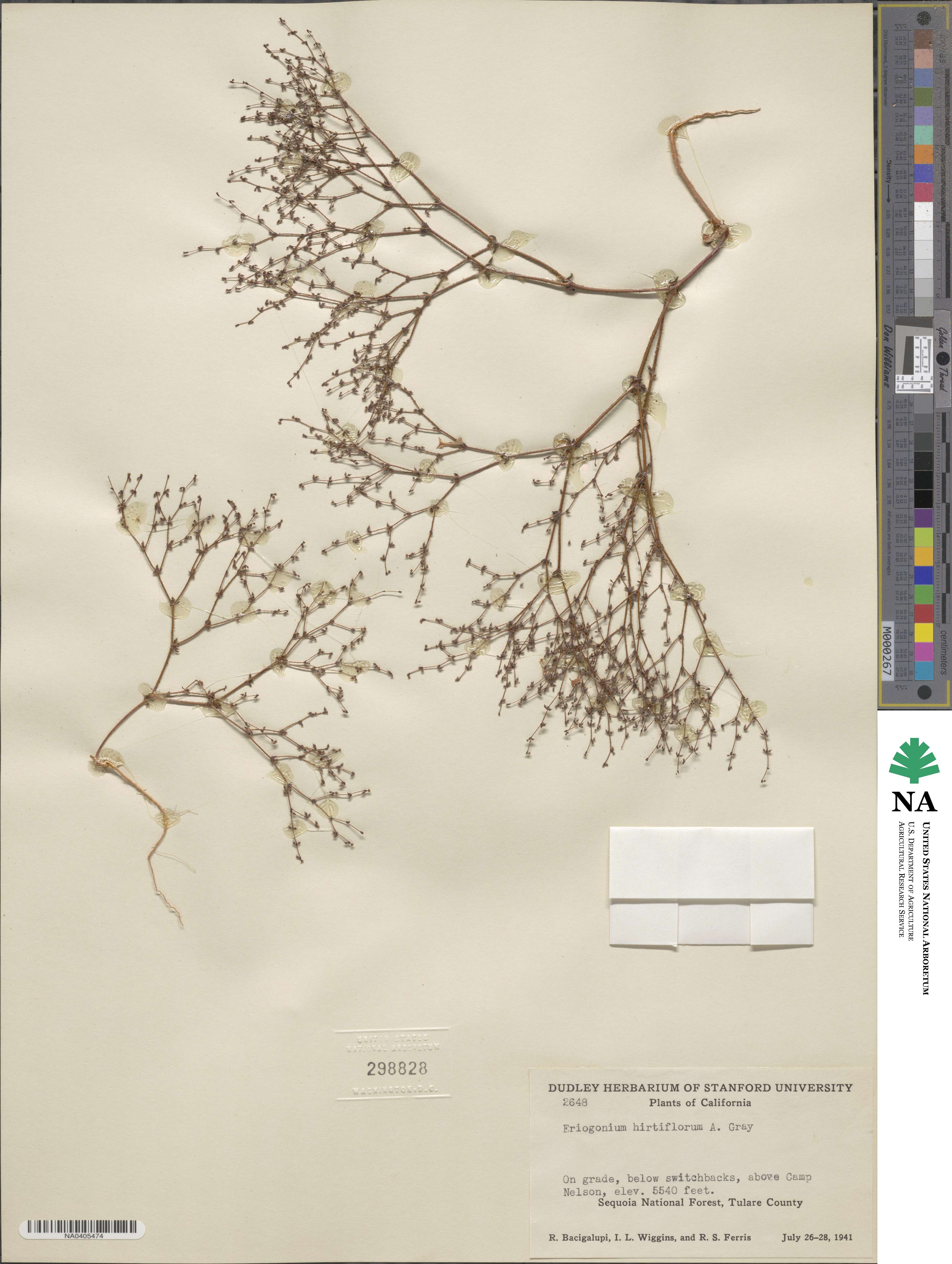 Eriogonum hirtiflorum image