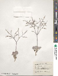 Eriogonum hookeri image