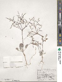 Eriogonum hookeri image