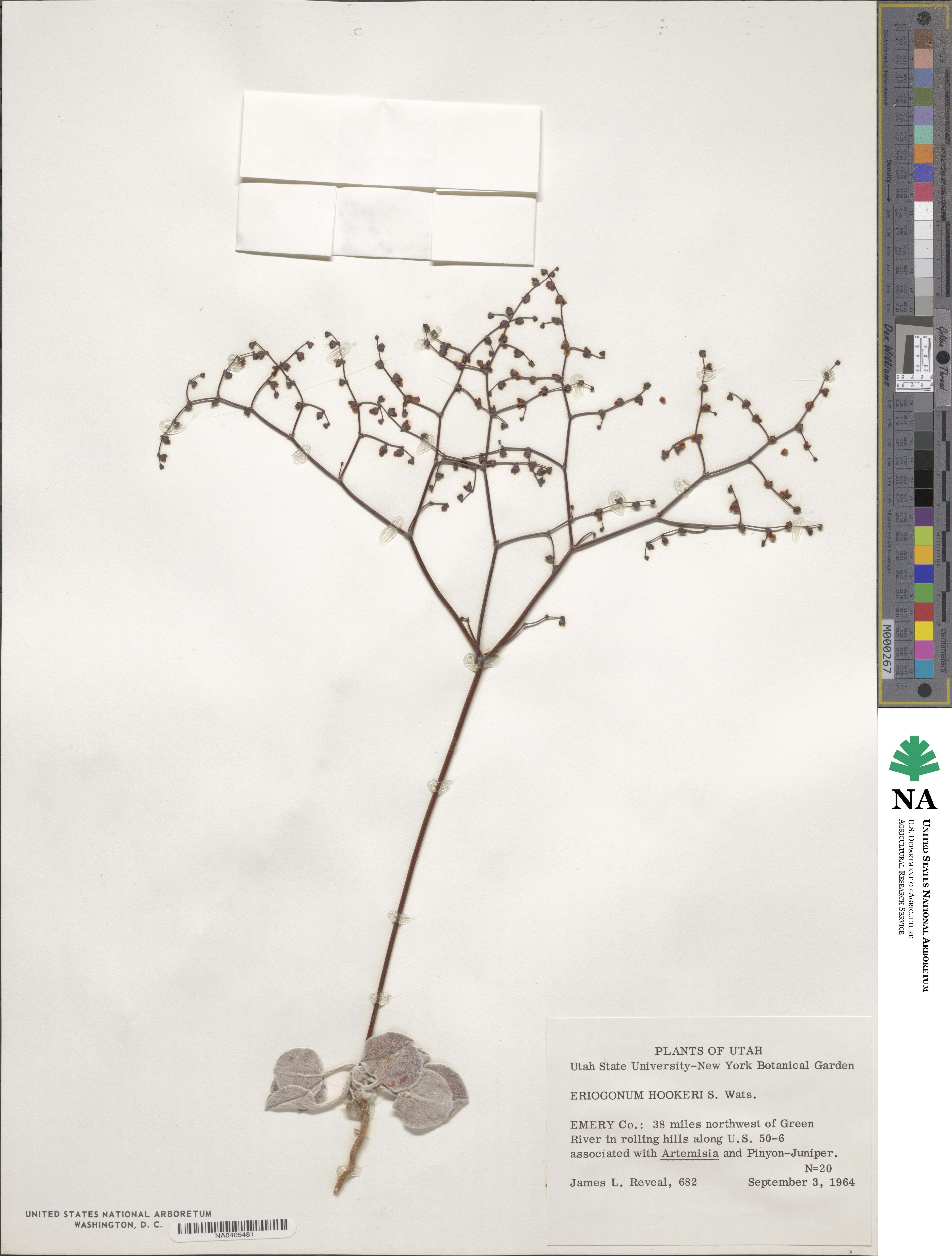 Eriogonum hookeri image
