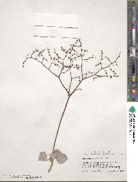 Eriogonum hookeri image
