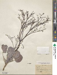 Eriogonum hookeri image