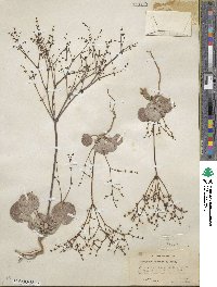 Eriogonum hookeri image