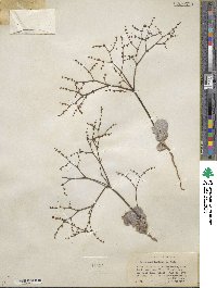Eriogonum hookeri image