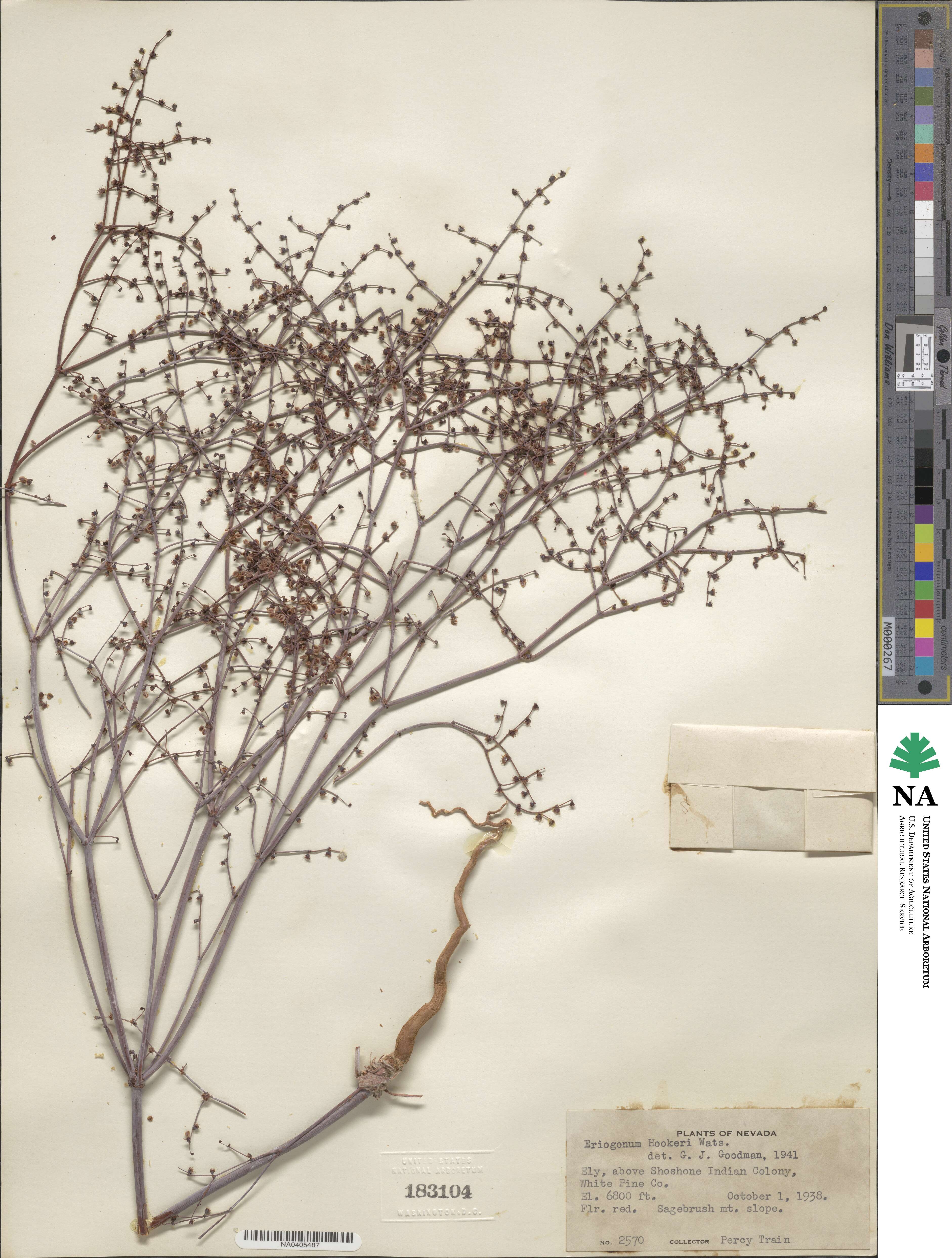 Eriogonum hookeri image