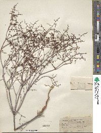 Eriogonum hookeri image
