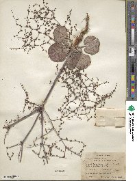 Eriogonum hookeri image