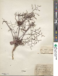 Eriogonum hookeri image