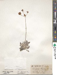 Eriogonum incanum image