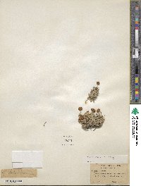 Eriogonum incanum image