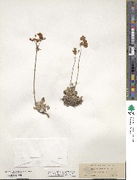 Eriogonum incanum image