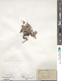 Eriogonum incanum image