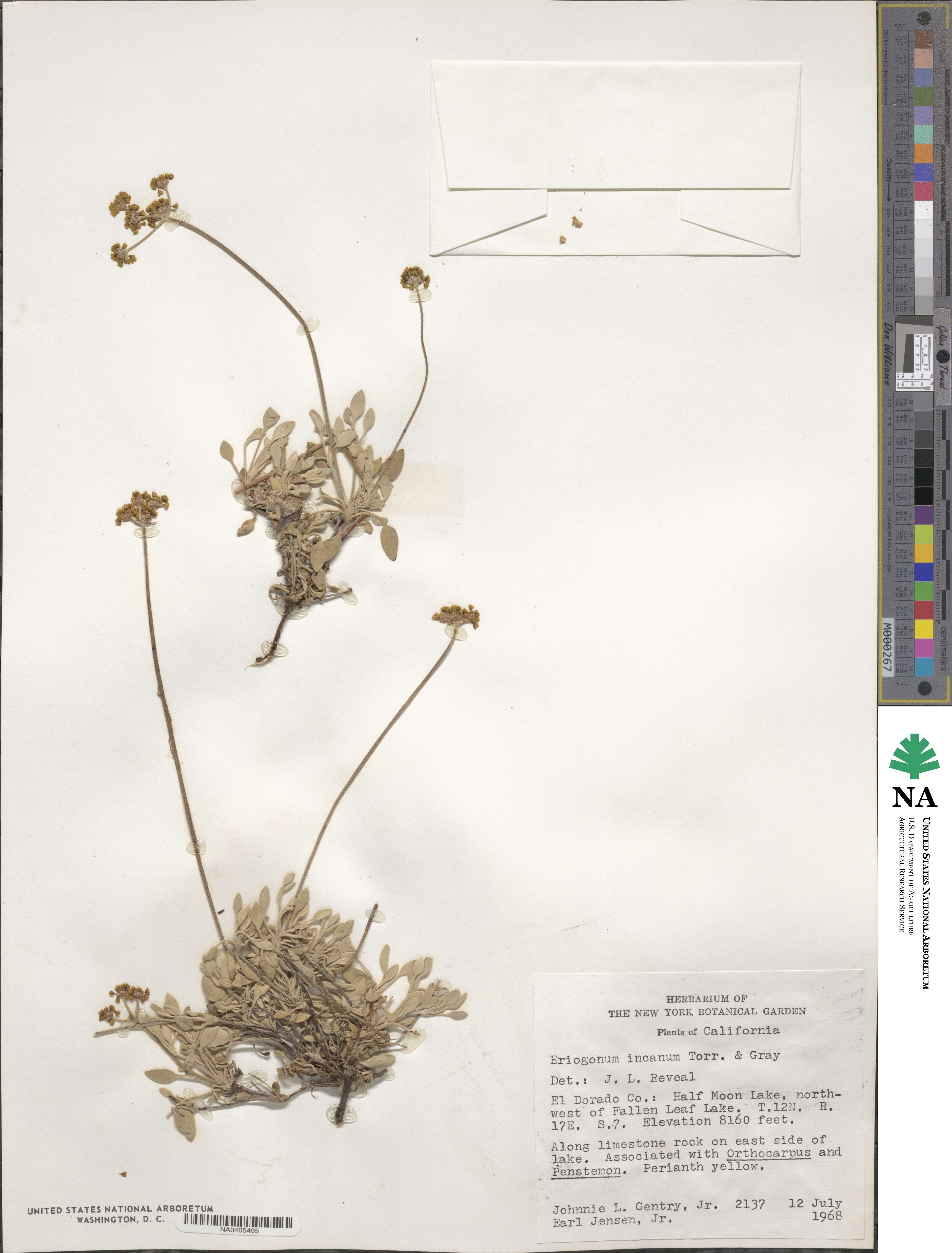 Eriogonum incanum image