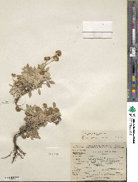 Eriogonum incanum image