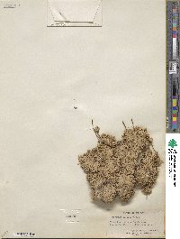 Eriogonum incanum image