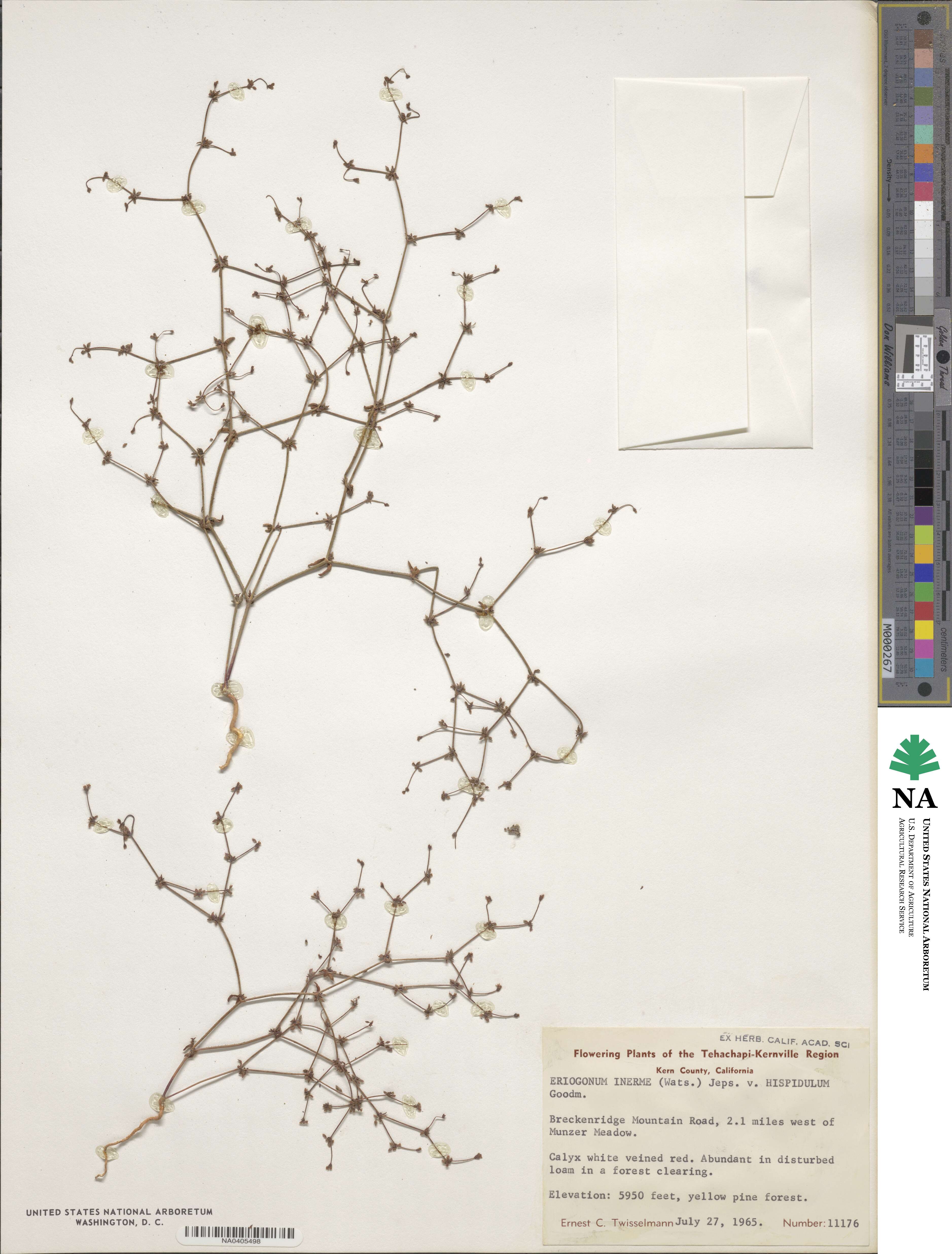 Eriogonum inerme image