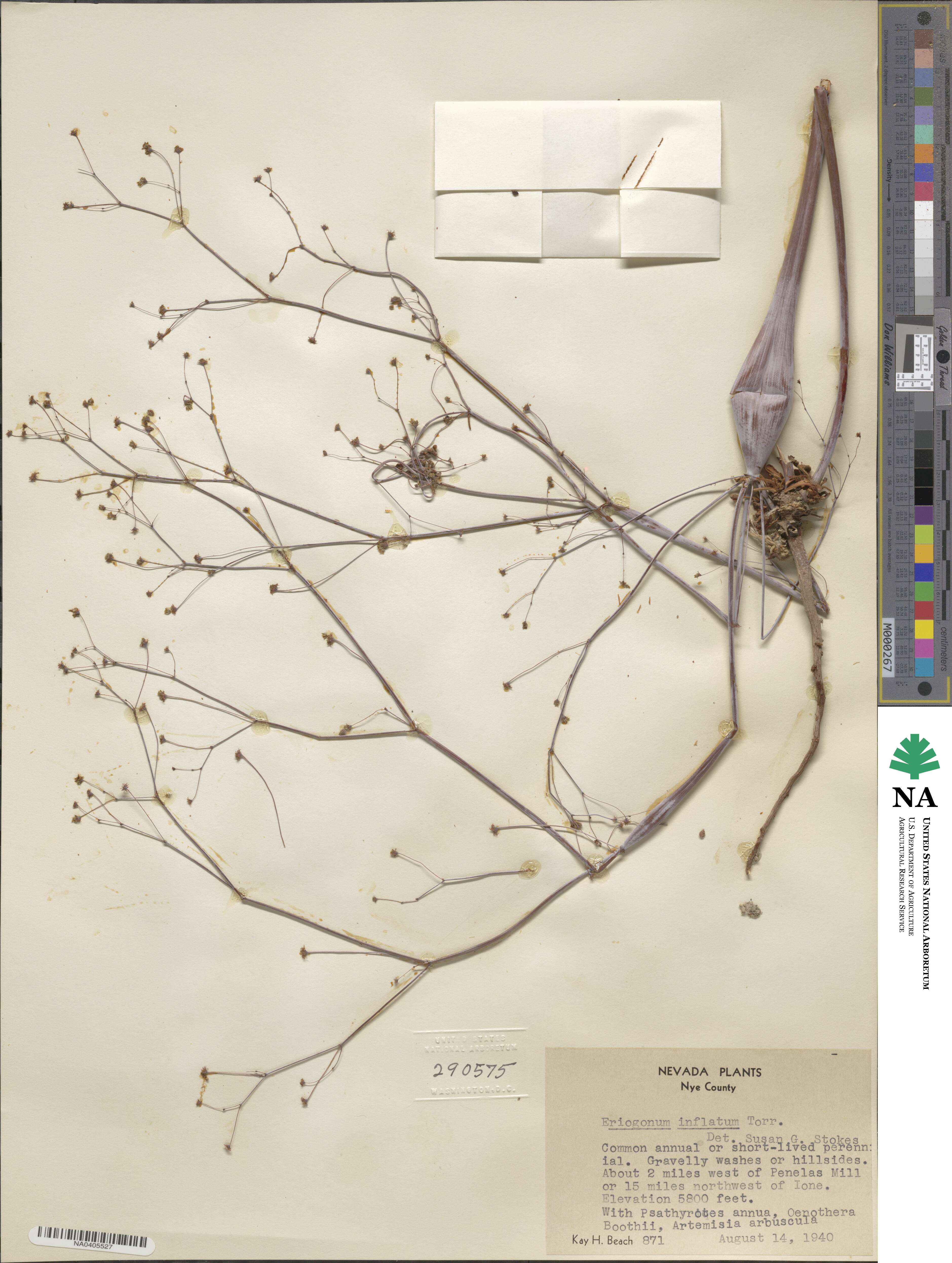 Eriogonum inflatum image