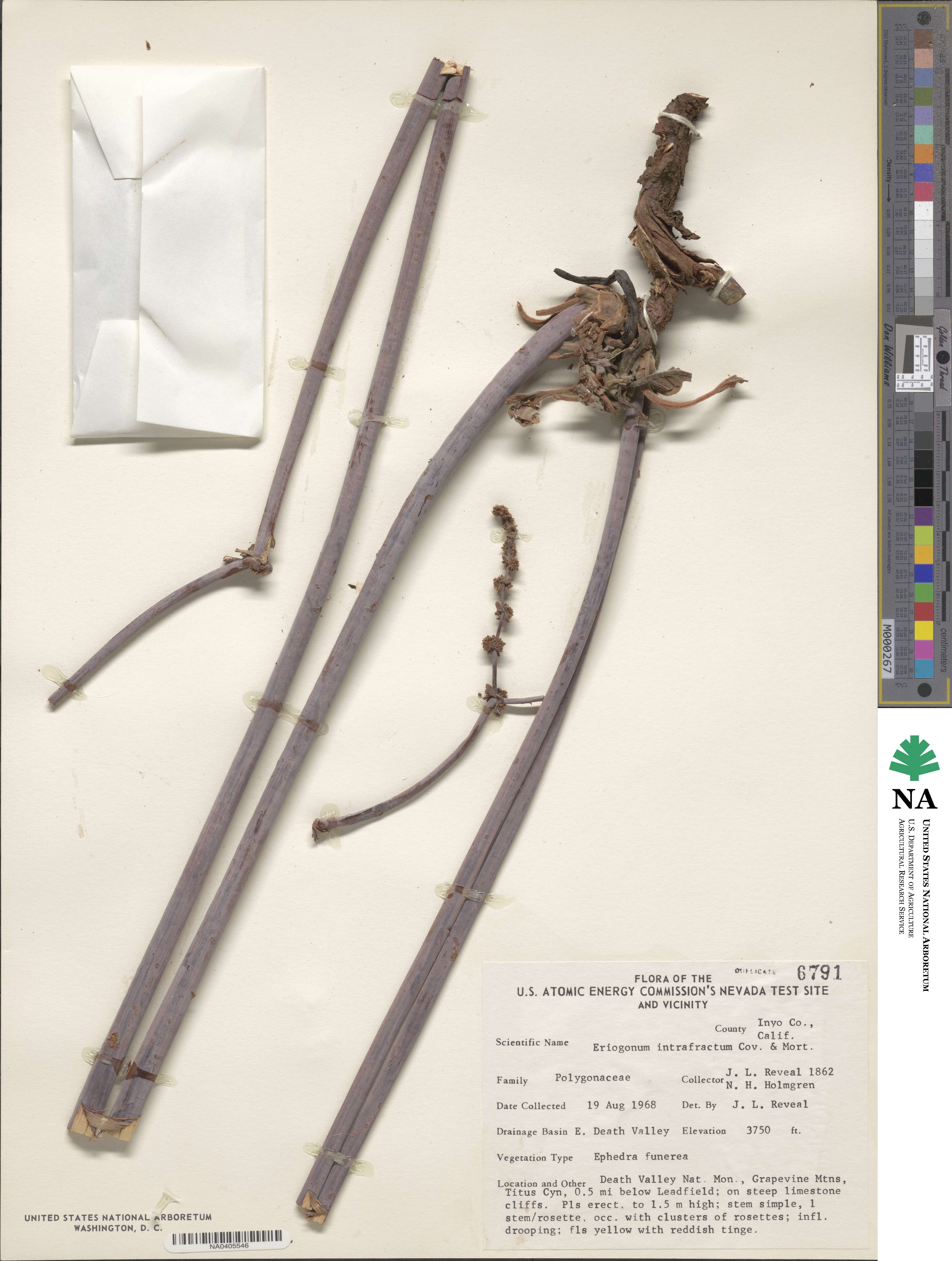 Eriogonum intrafractum image
