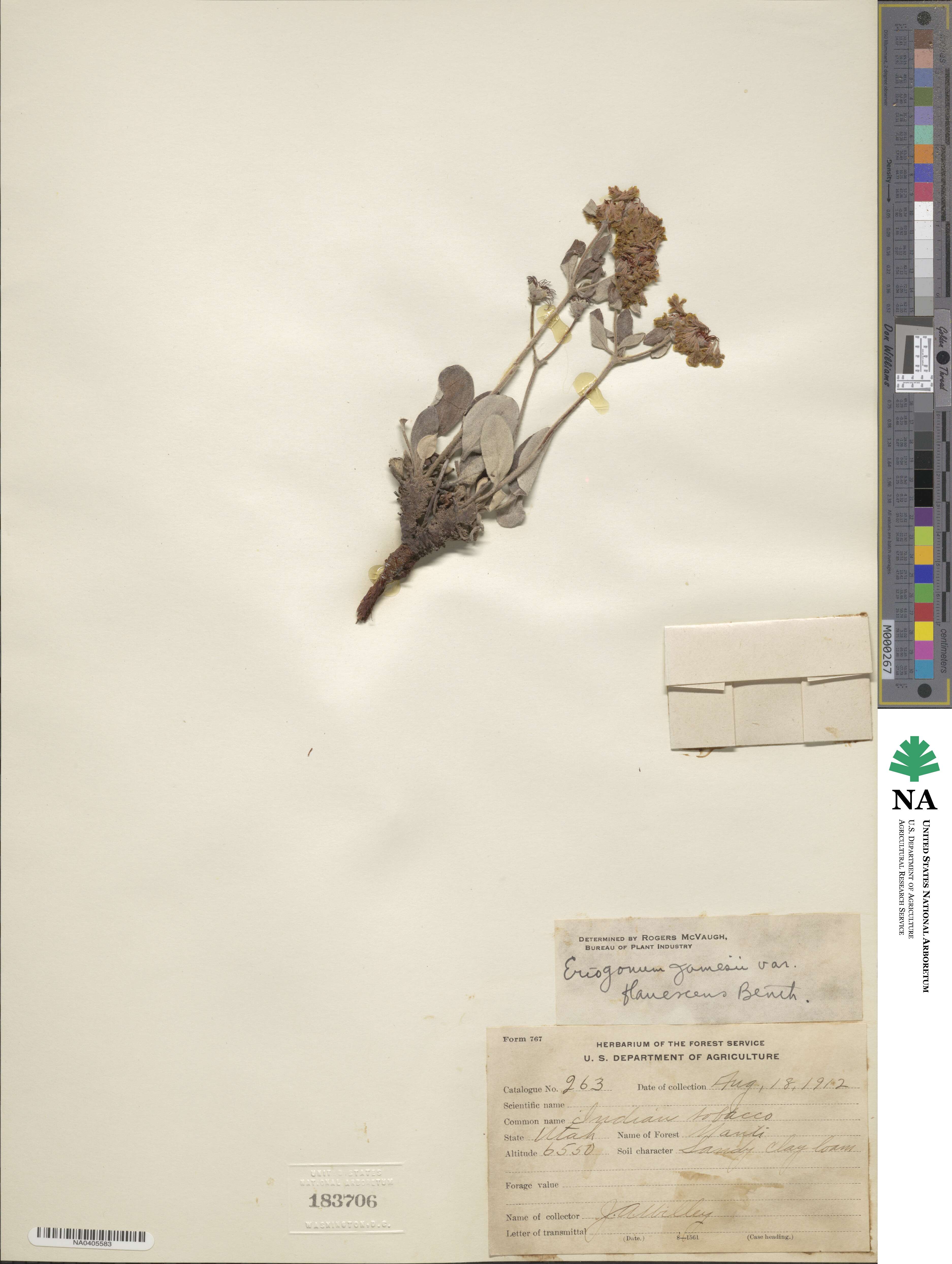 Eriogonum arcuatum image