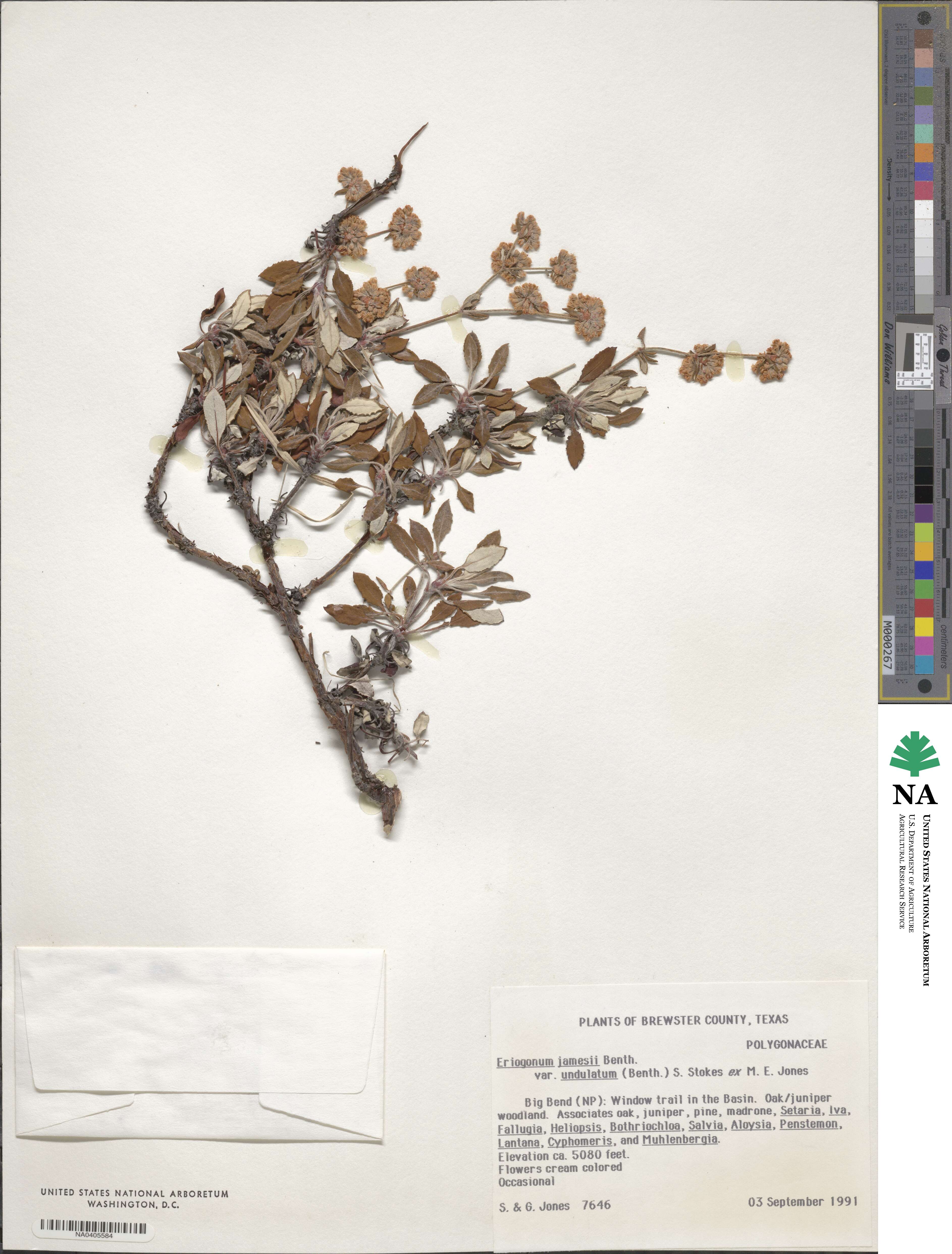 Eriogonum jamesii var. undulatum image
