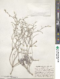 Eriogonum nummulare image