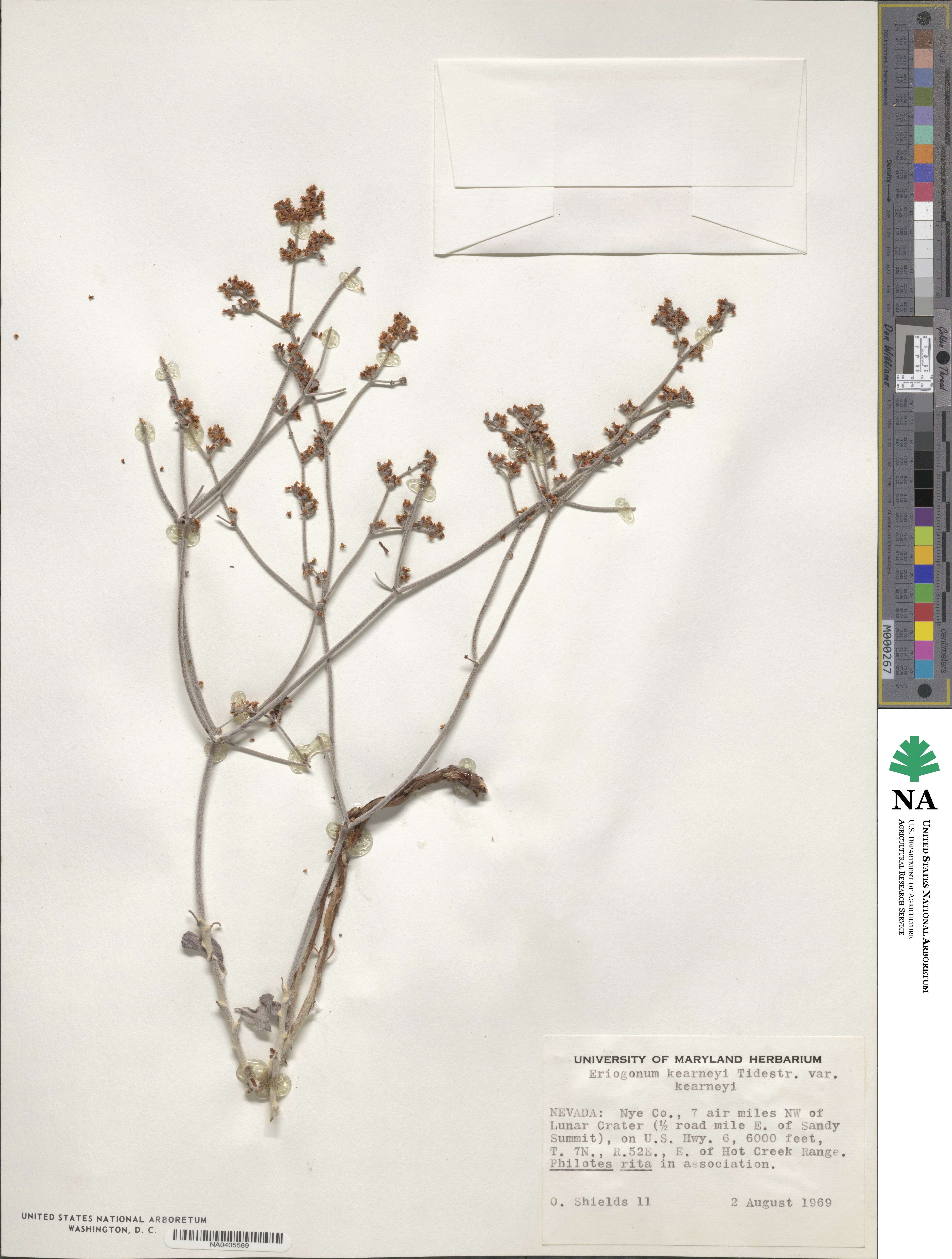Eriogonum nummulare image