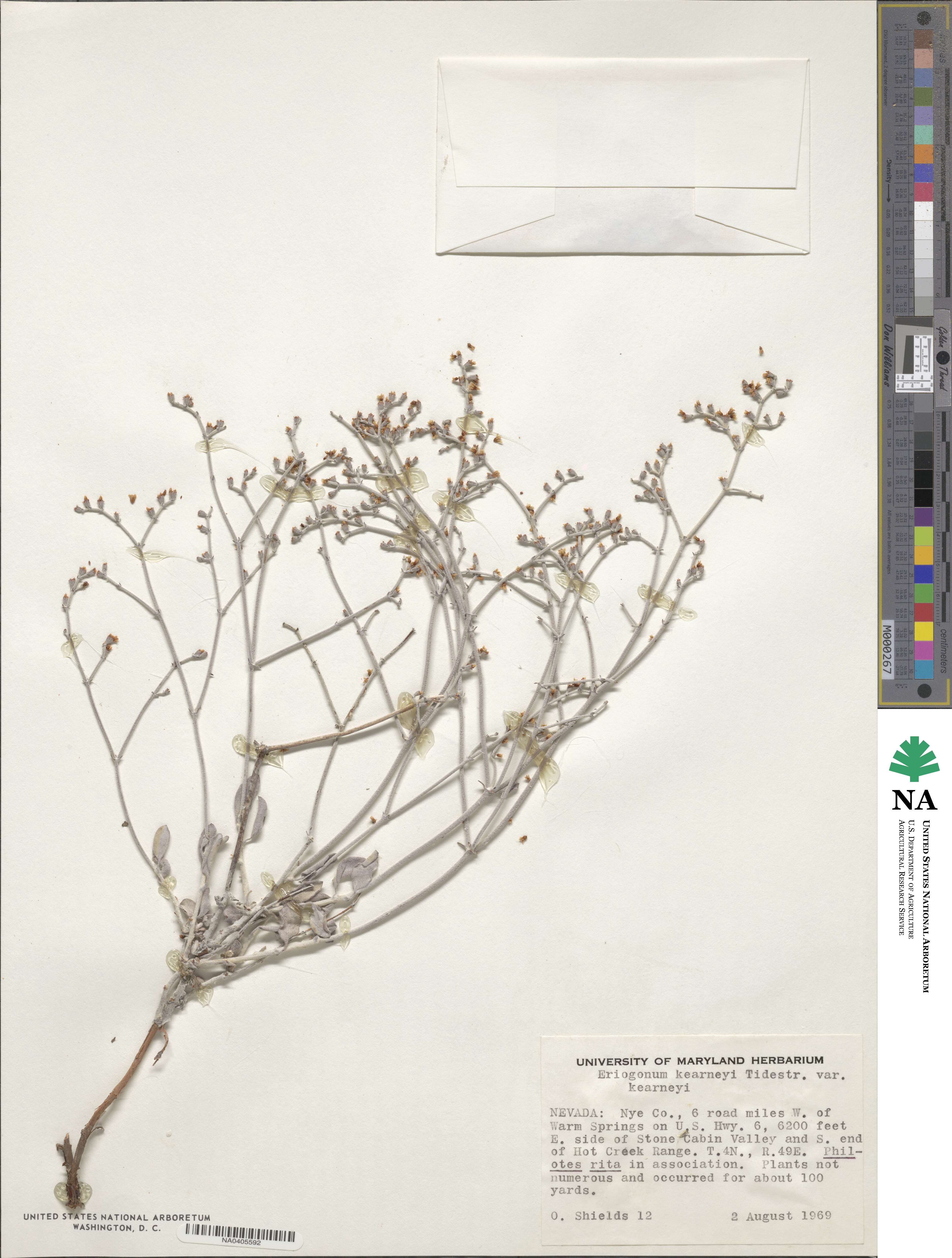Eriogonum nummulare image