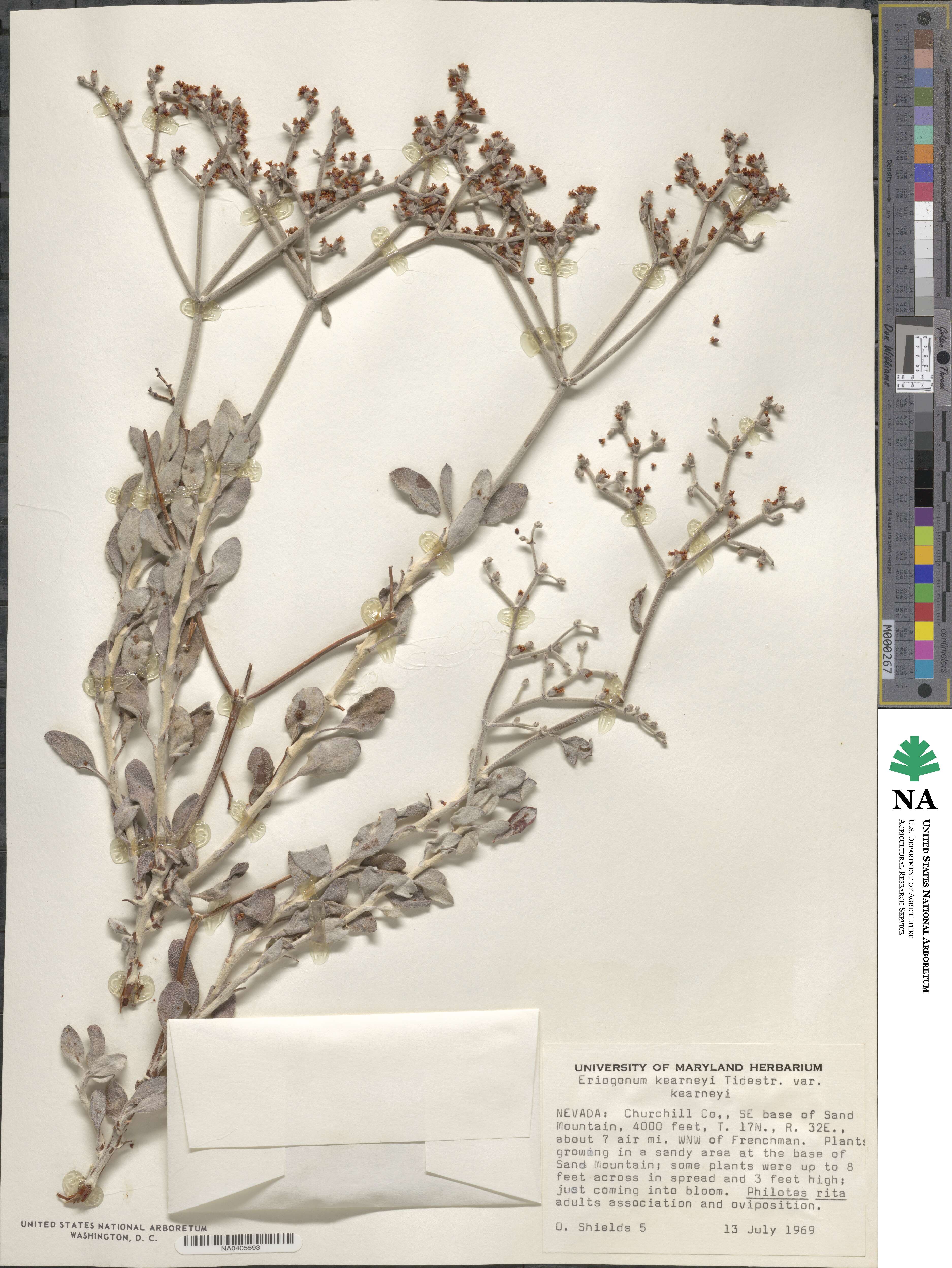 Eriogonum nummulare image