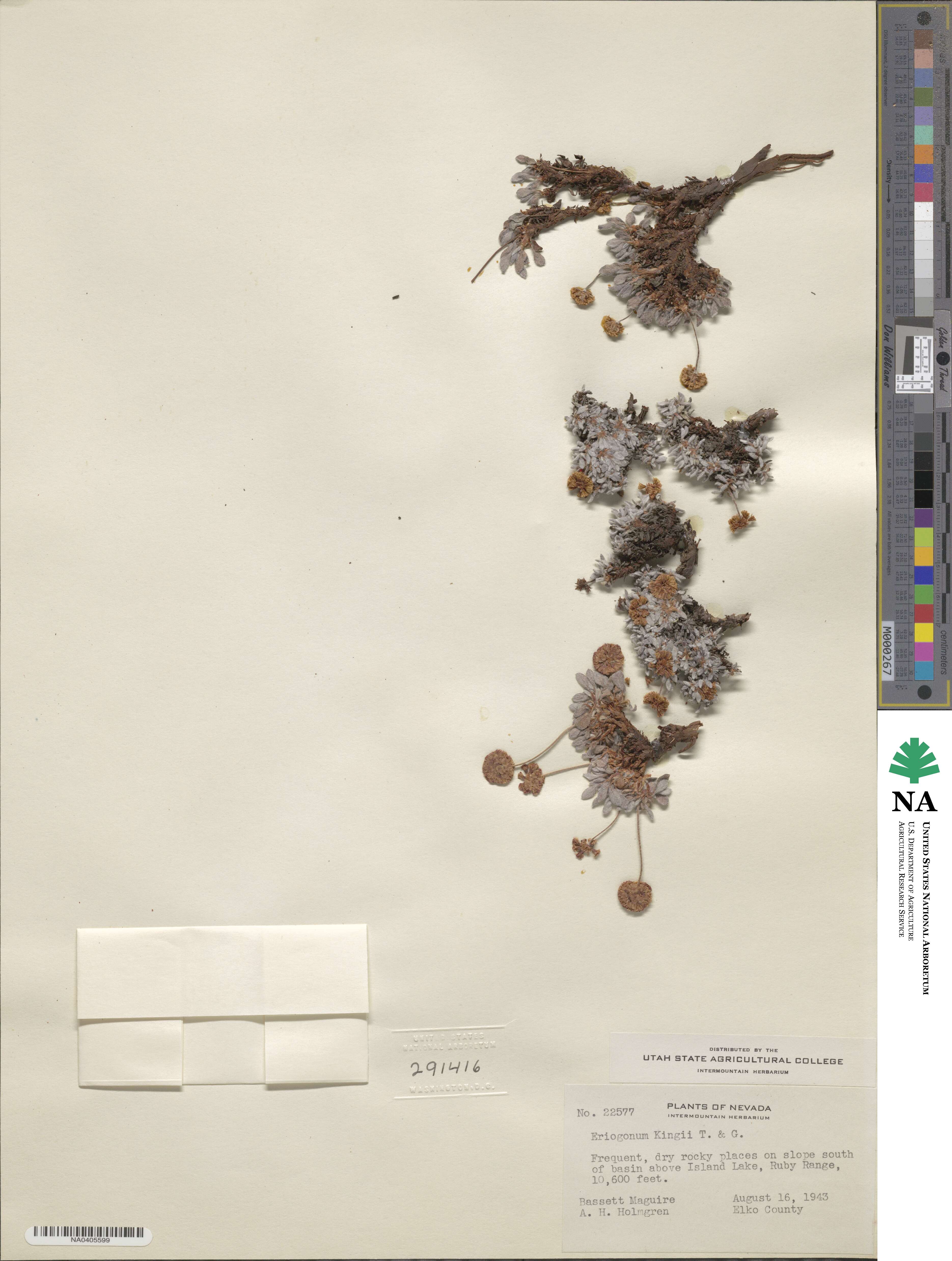 Eriogonum kingii image