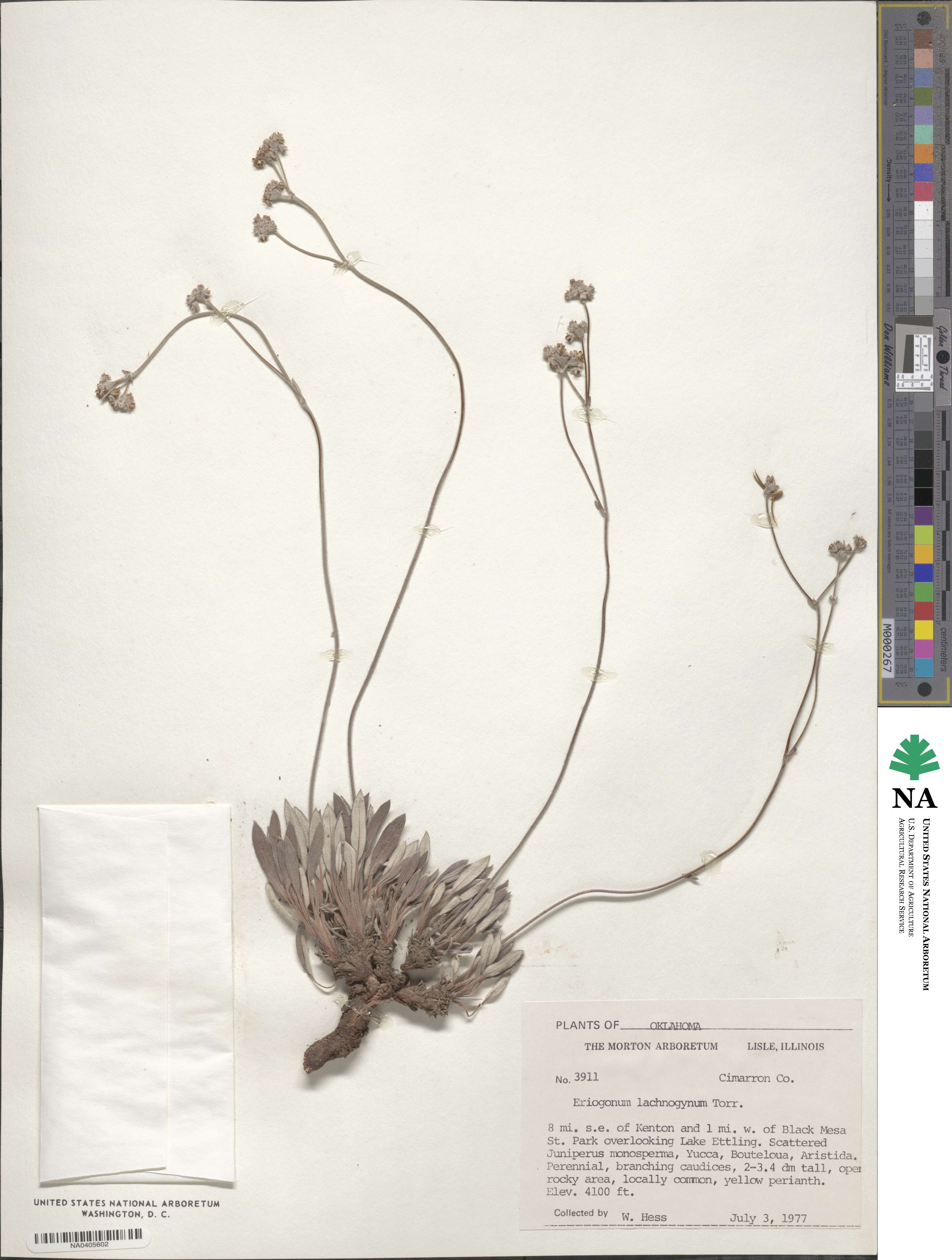 Eriogonum lachnogynum image