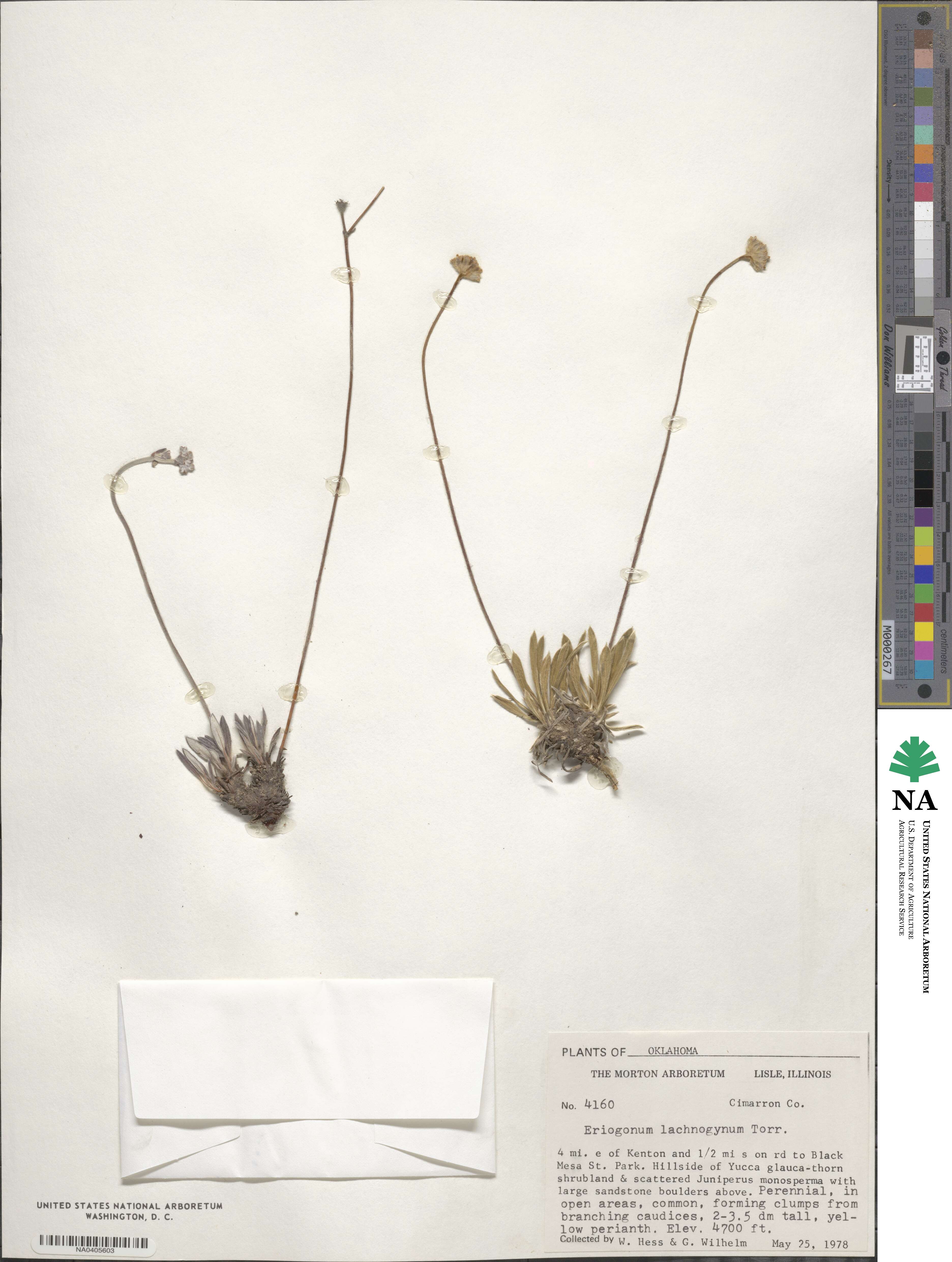 Eriogonum lachnogynum image