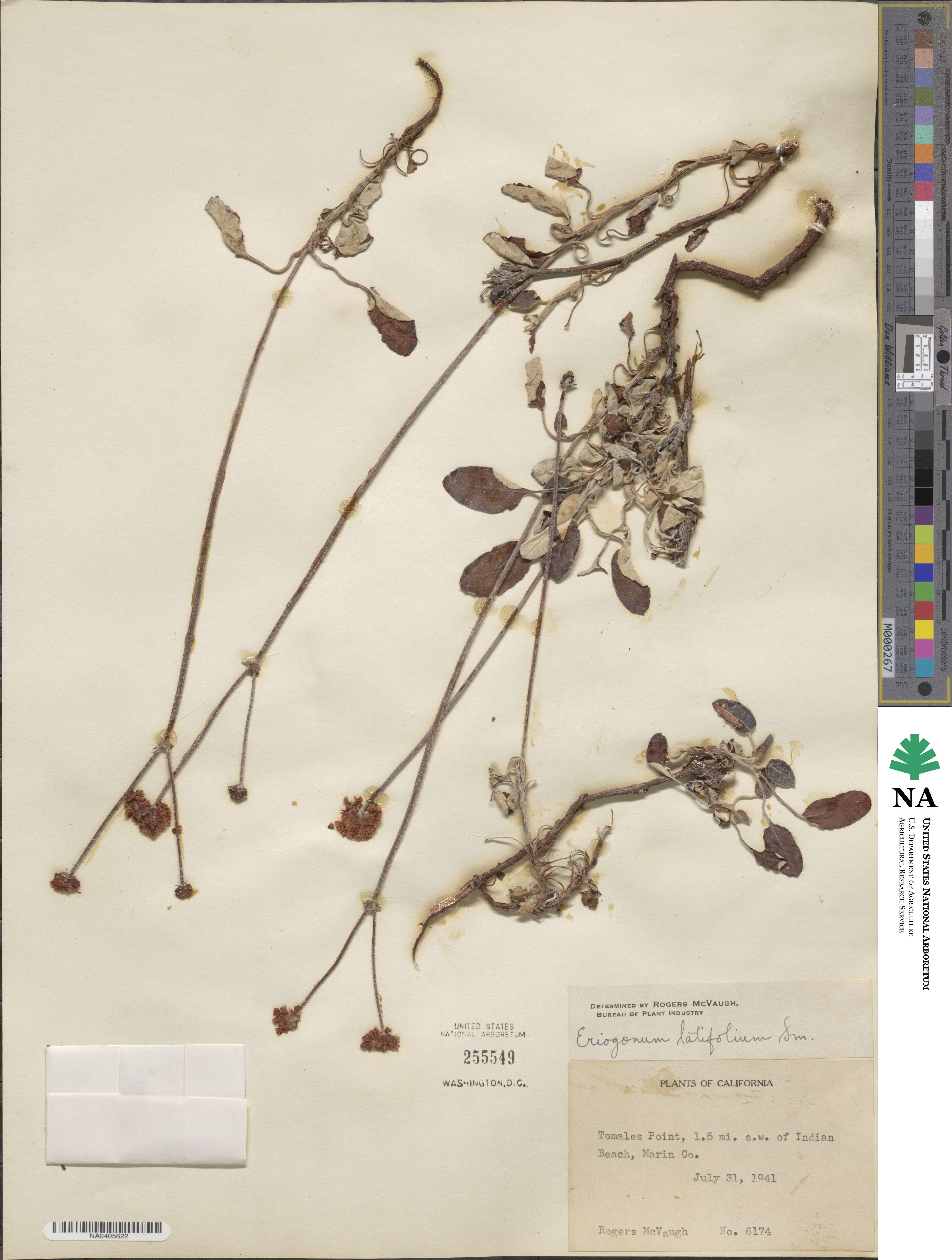 Eriogonum latifolium image