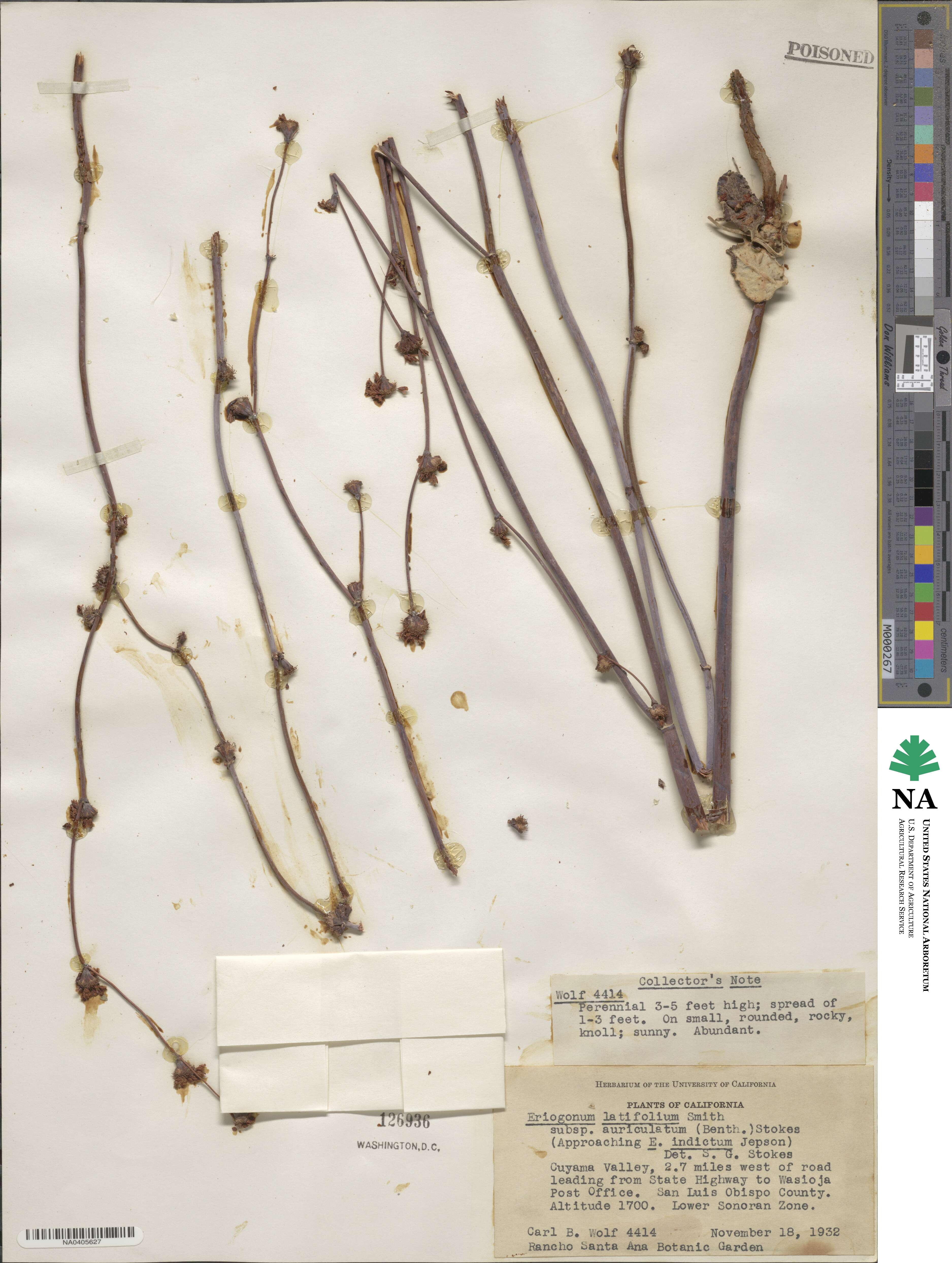 Eriogonum nudum var. auriculatum image