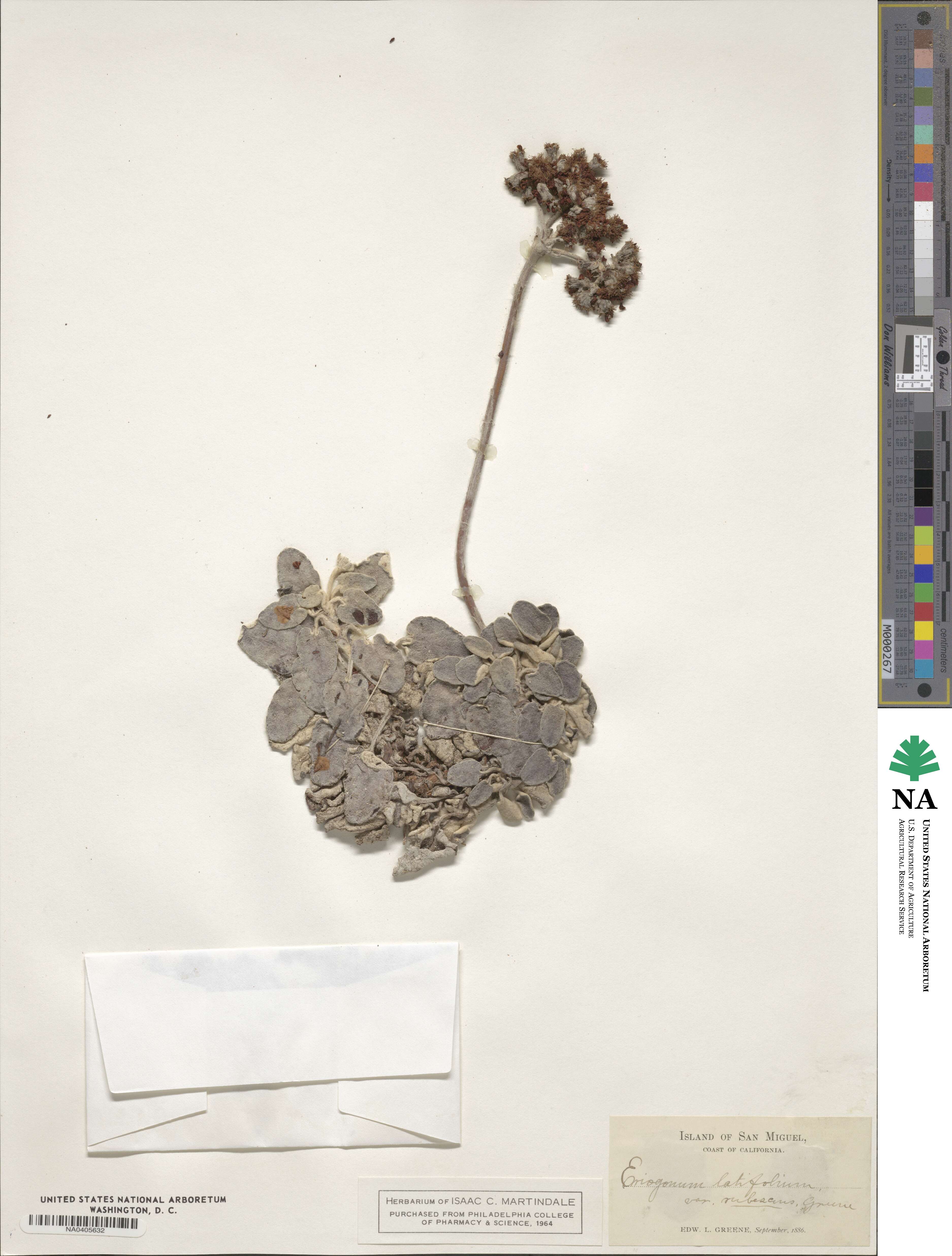 Eriogonum grande var. rubescens image