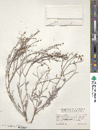 Eriogonum leptocladon image
