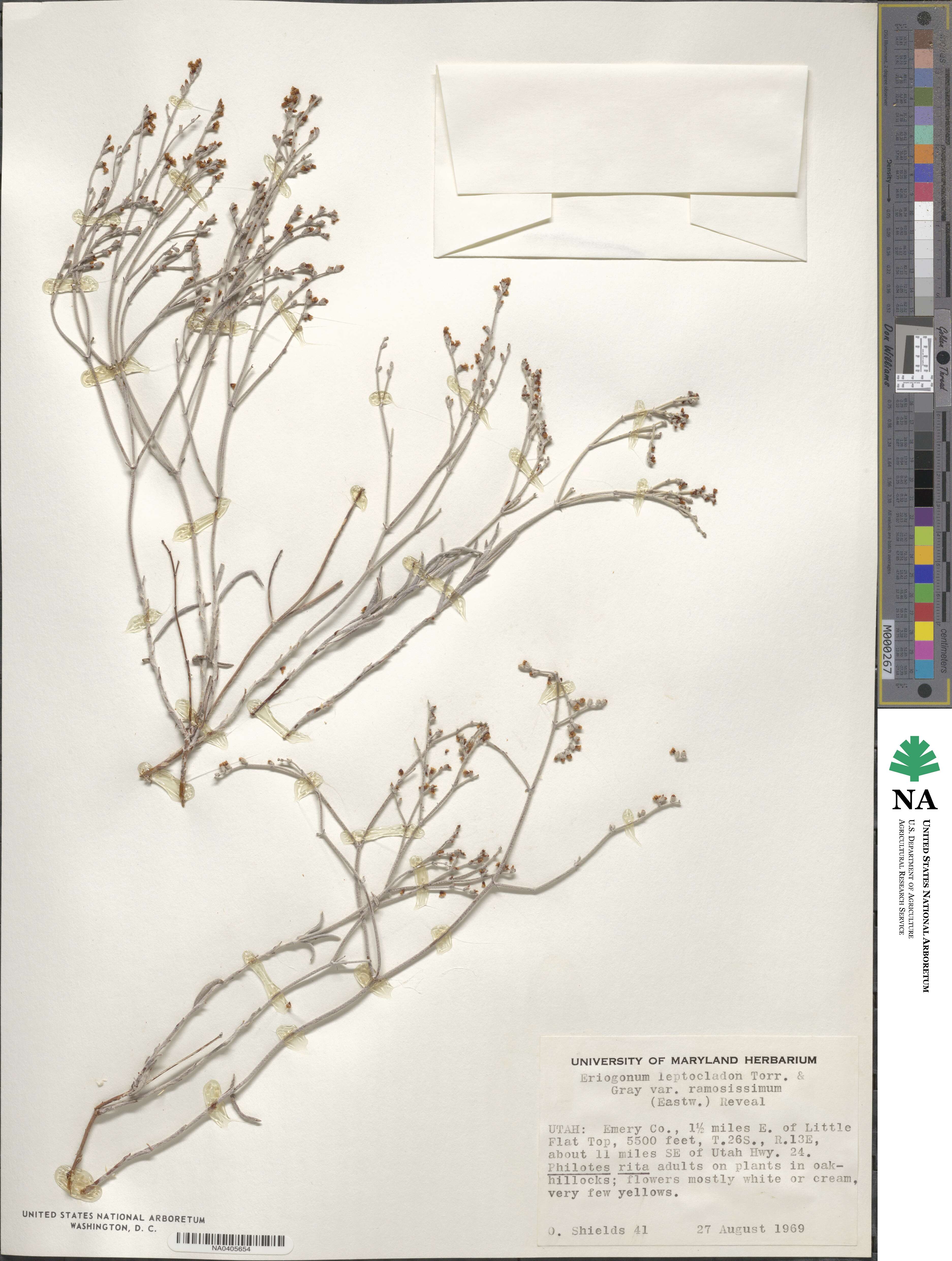 Eriogonum leptocladon image