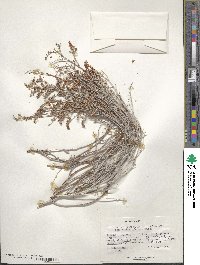 Eriogonum leptocladon image