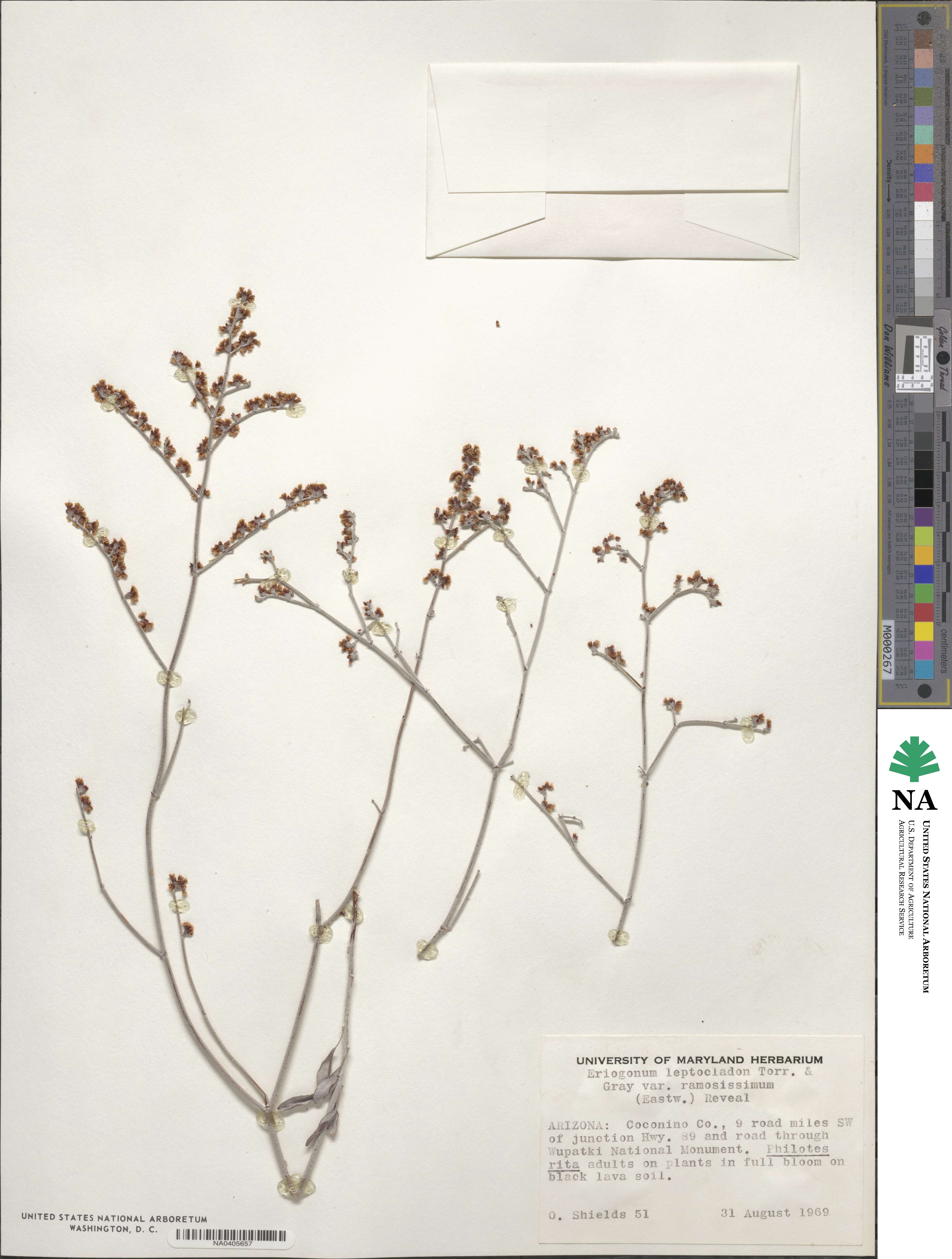 Eriogonum leptocladon image