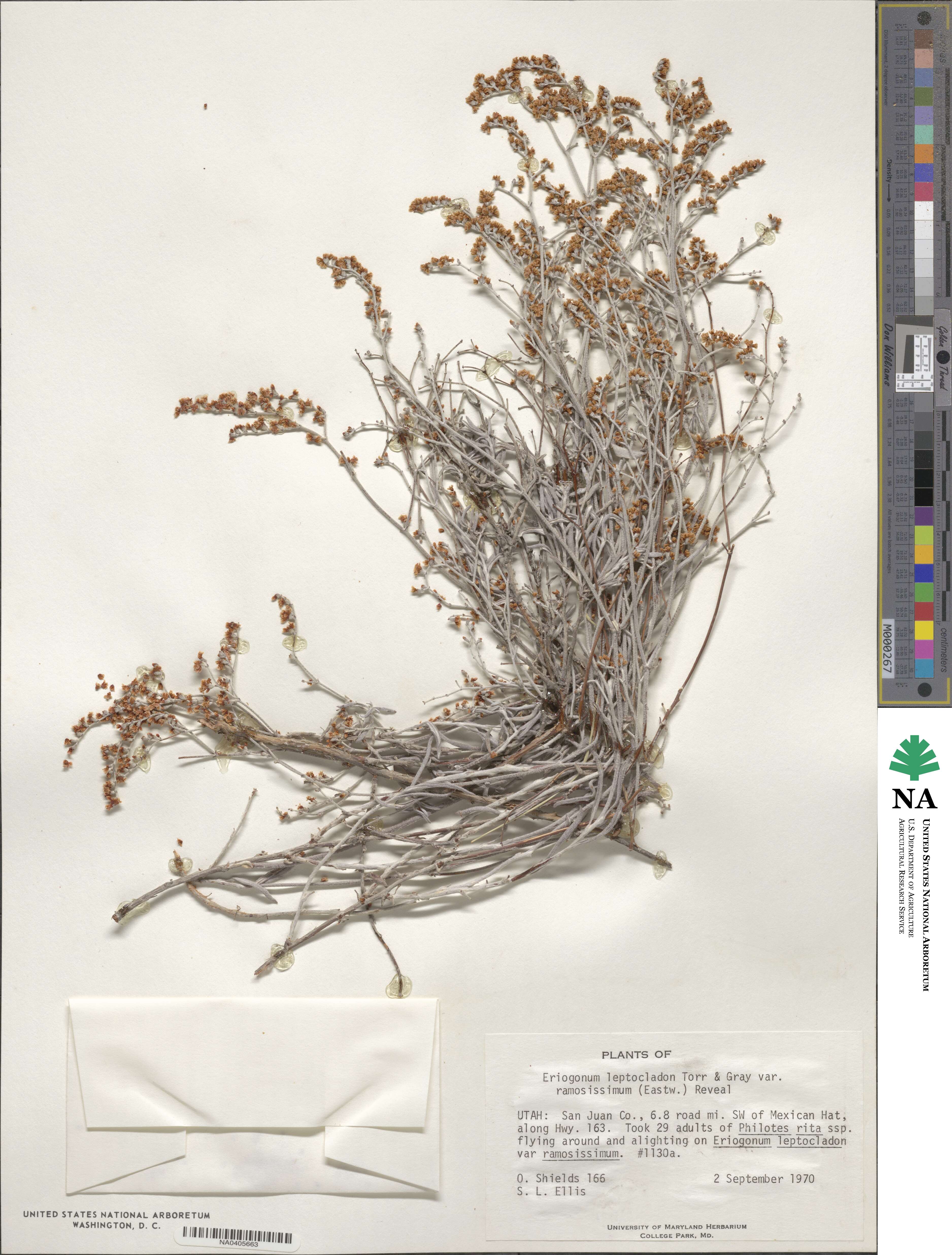 Eriogonum leptocladon var. ramosissimum image